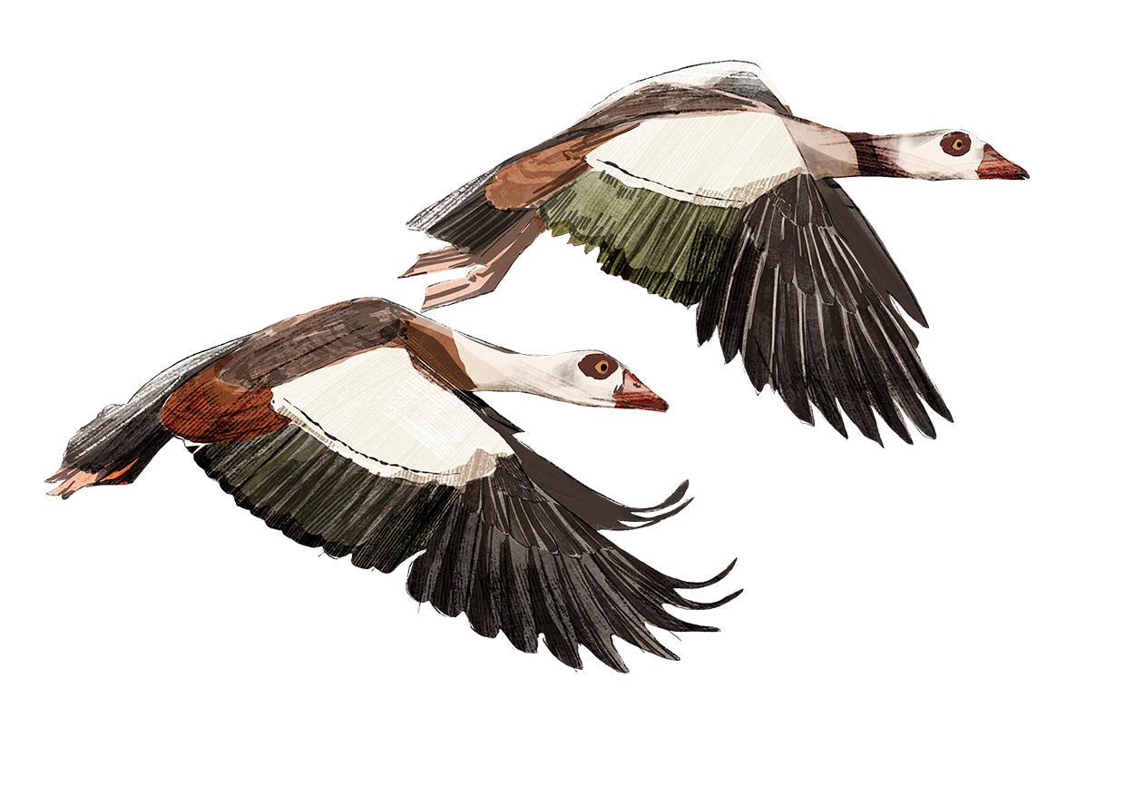 egyptian geese