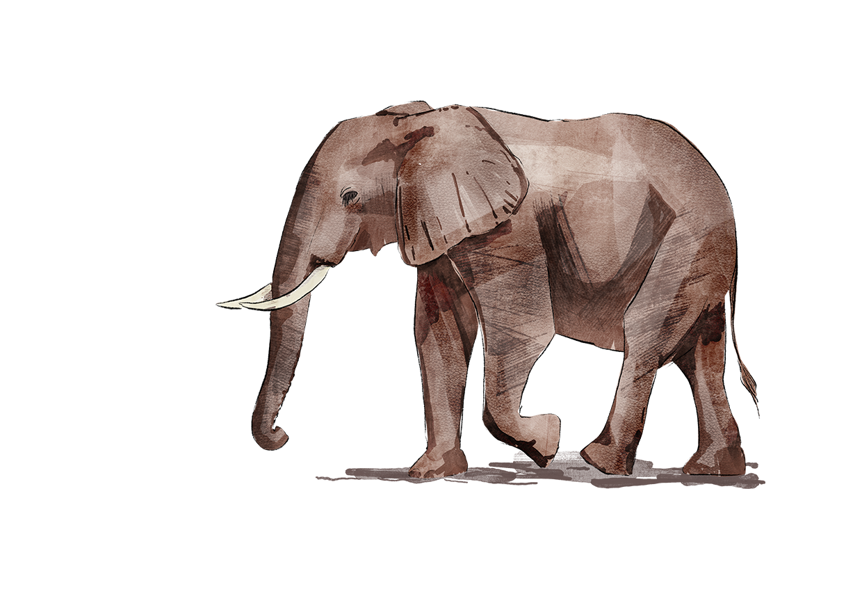 elephant
