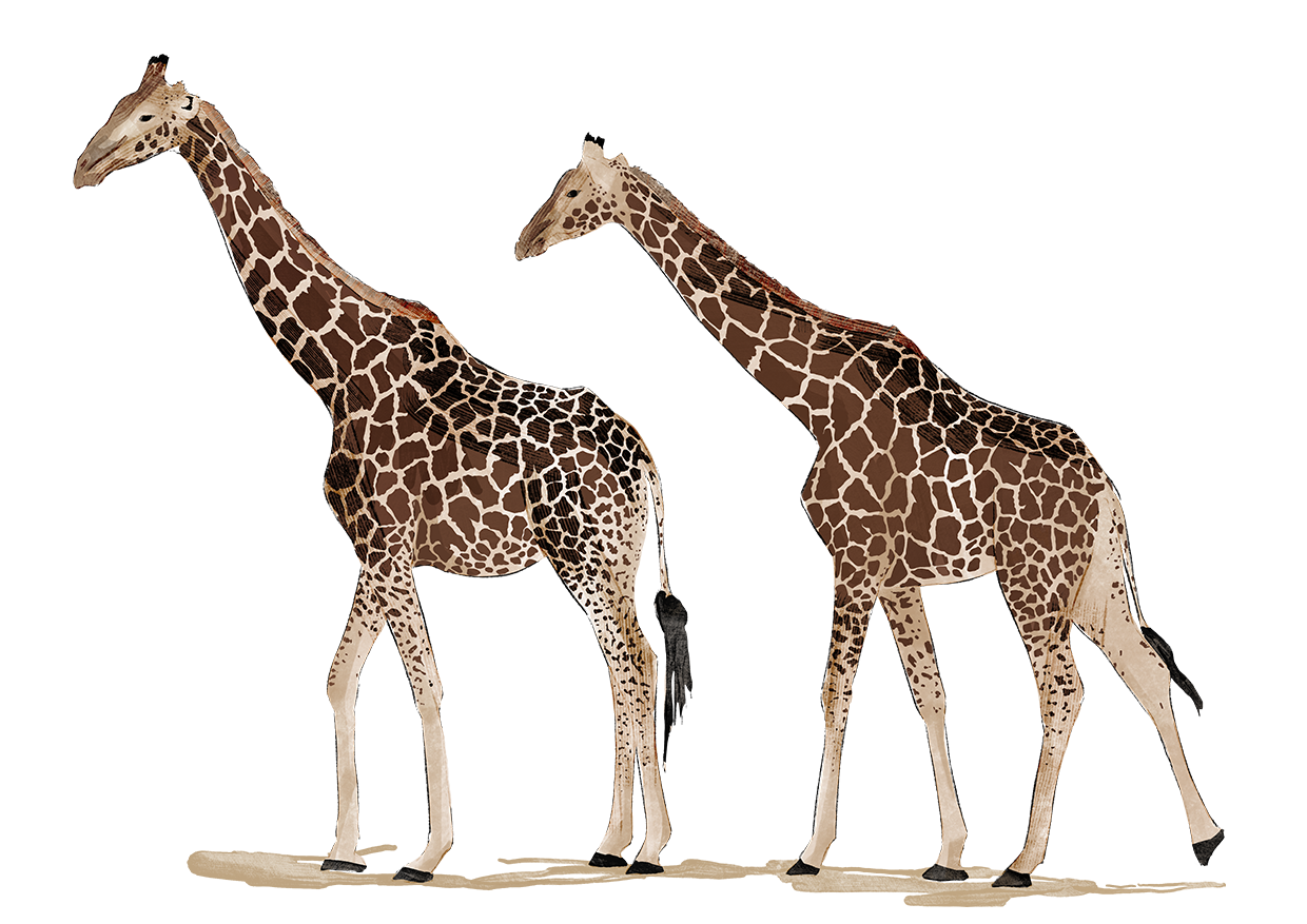 giraffes