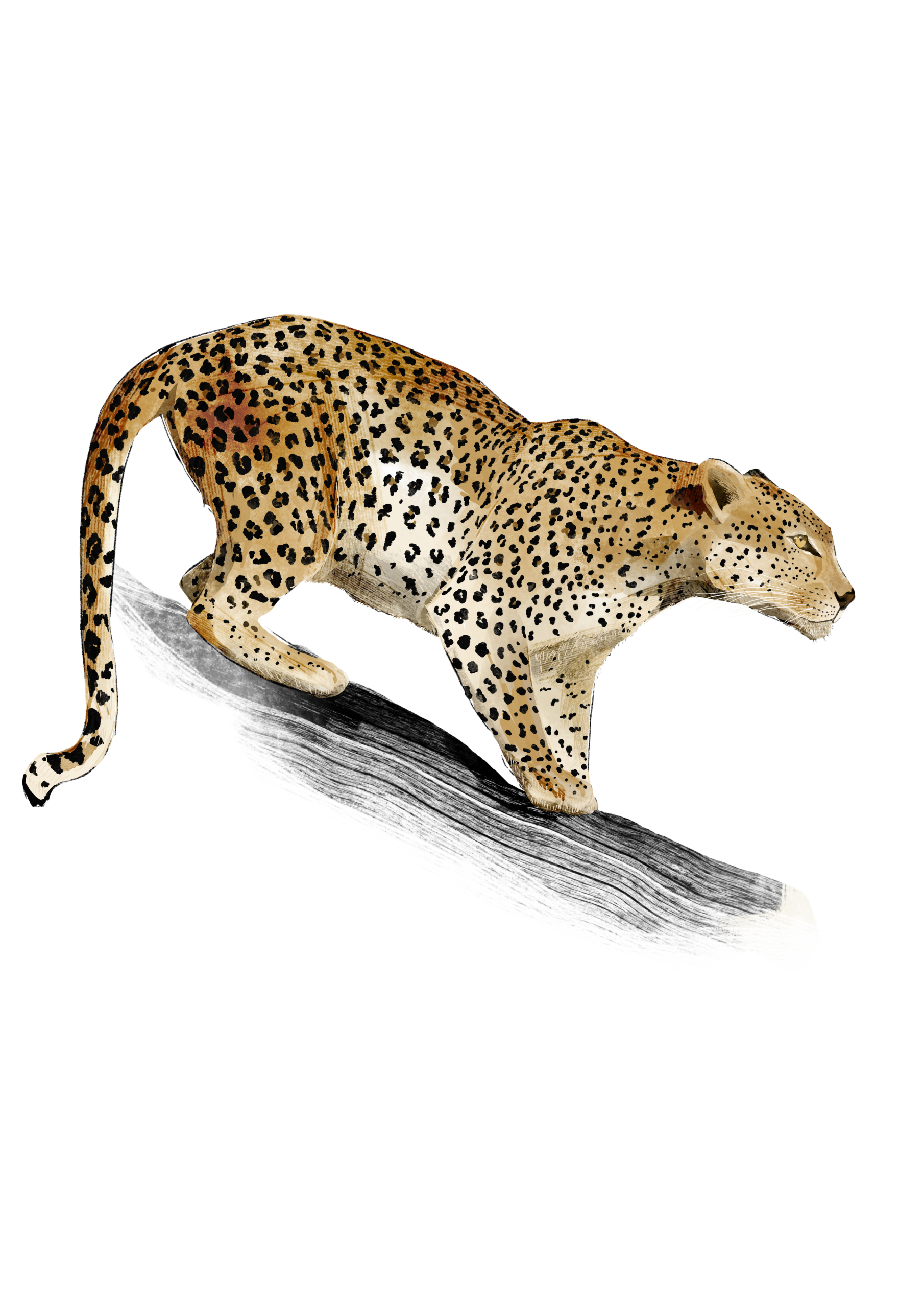 leopard