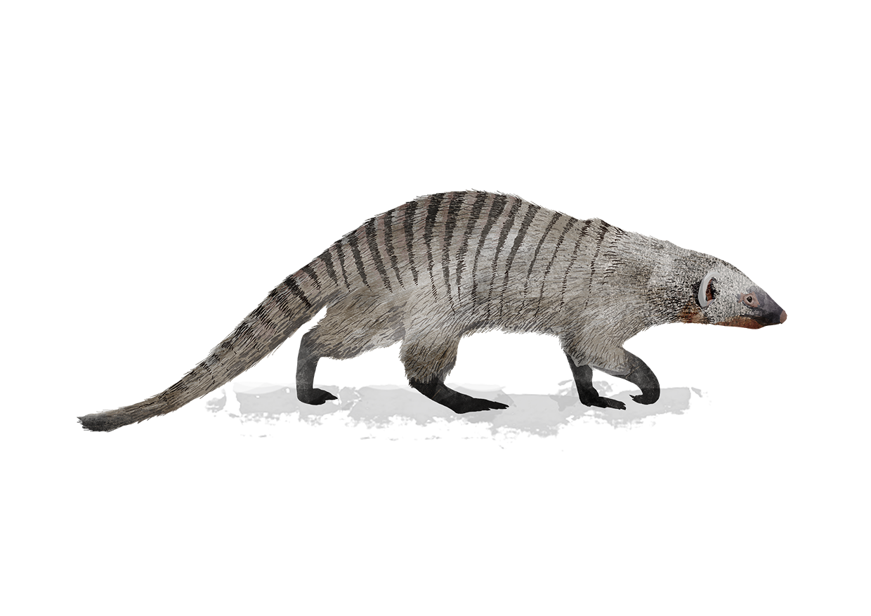 mongoose